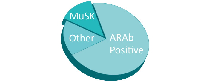 ~ 50 % of all seronegative MG patients is MuSK positive