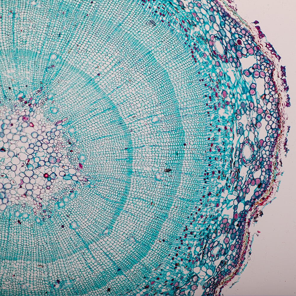 Cell-Tissue Biology